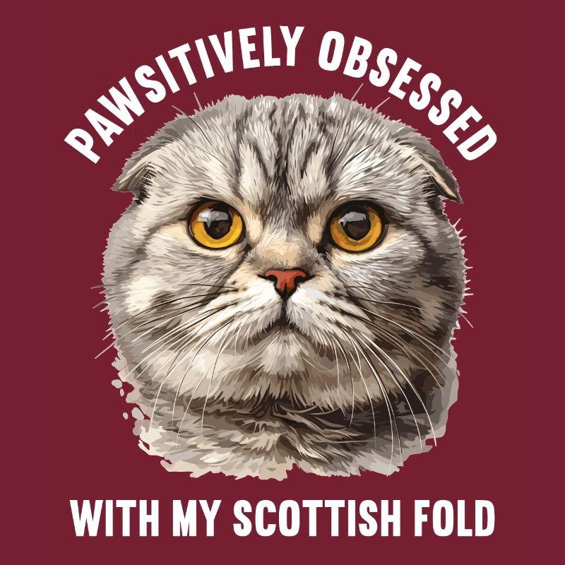 Scottish Fold Kätzchen Scottish Fold Katze