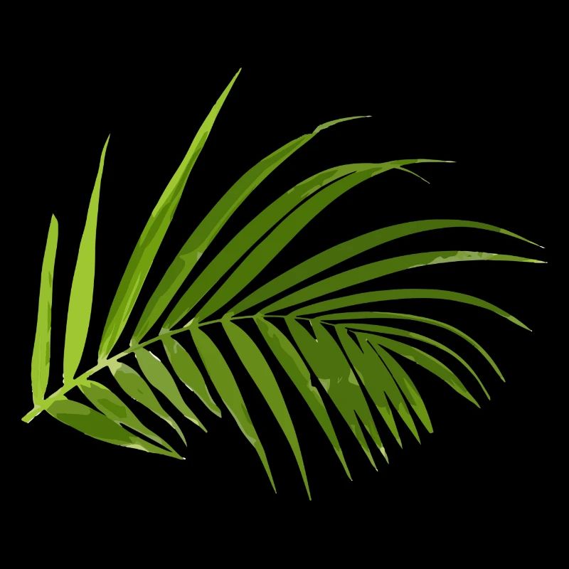 Palmier Feuille de palmier Feuilles de palmier Exotique Tropical
