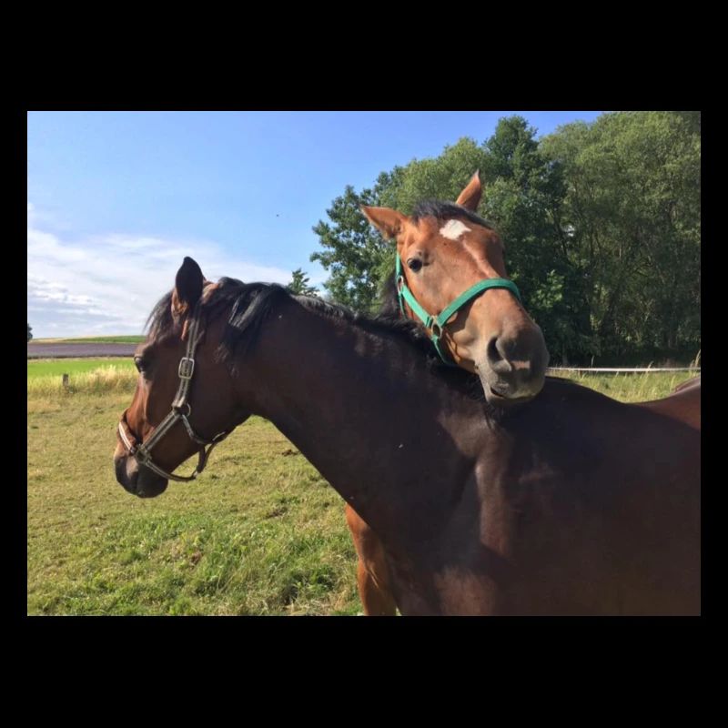 Horses