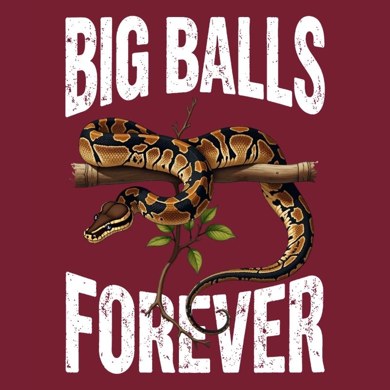 Königspython Schlangen Liebhaber Terrarium Python