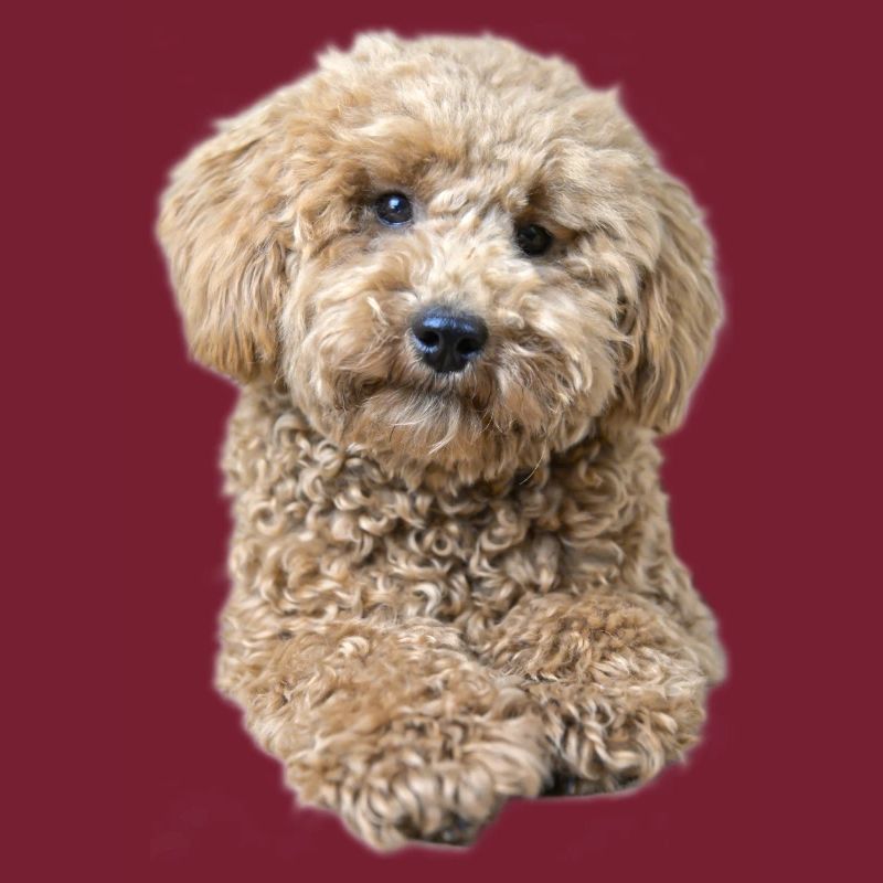 Caniche Pepe