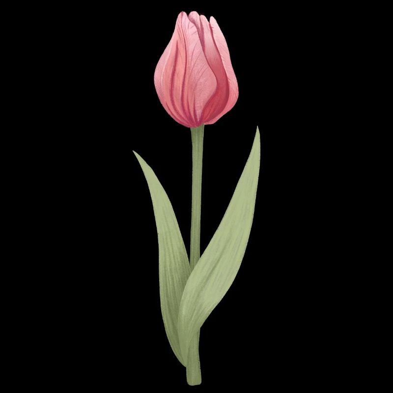 Tulipe