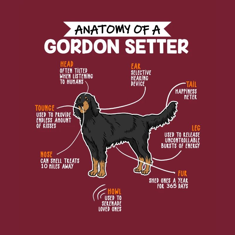Anatomie du chien Gordon Setter Fun chien
