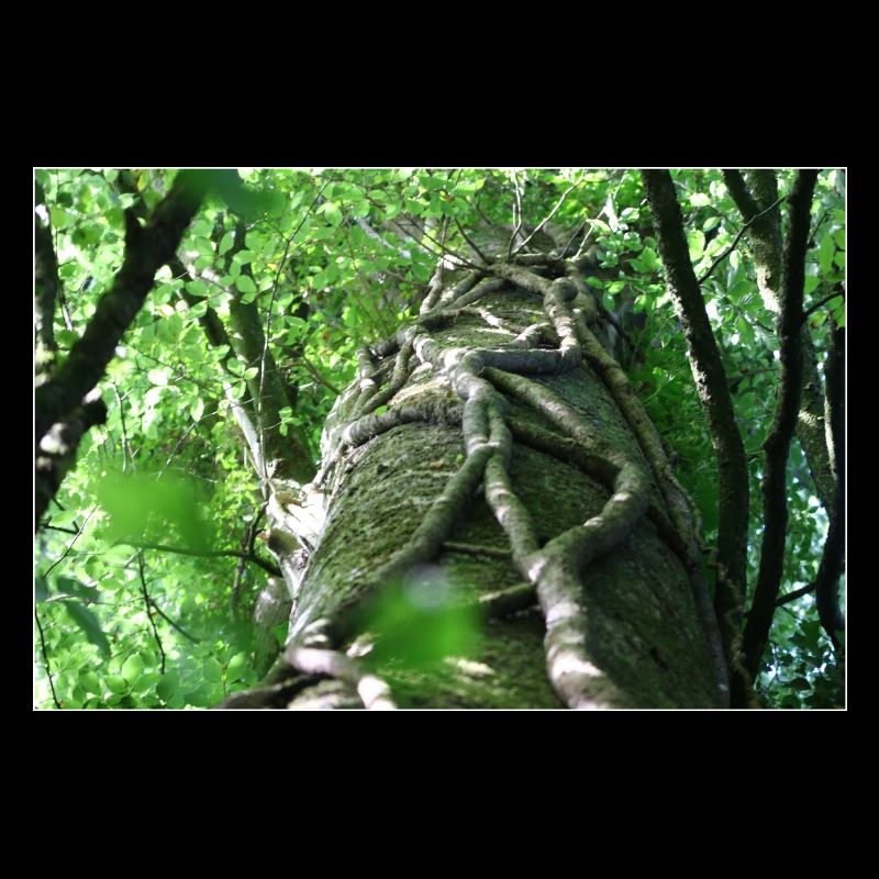 Low-angle beech and ivy landscape