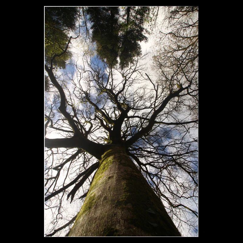 Spring Low-Angle Tree