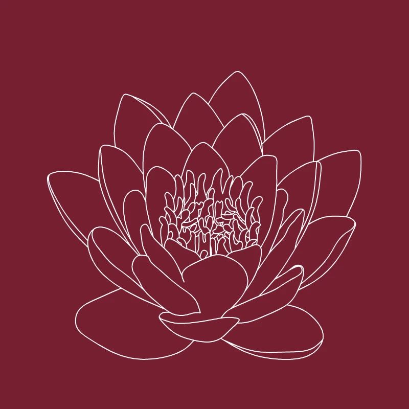 Nénuphar Fleurs Fleur Rose