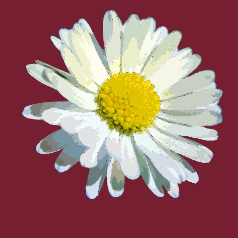 Gänseblümchen