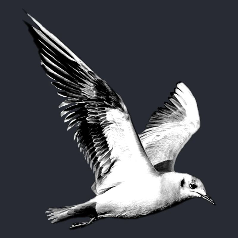 Möwe