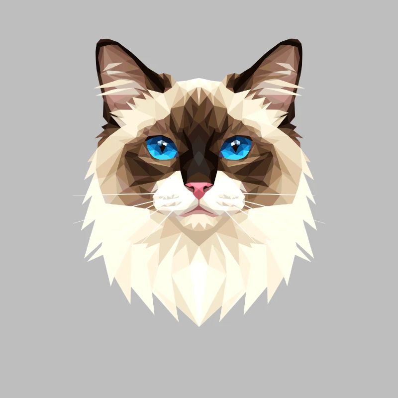 Chat Birman Chat Birman Sacré Chat Birman Mignons Chats Birman