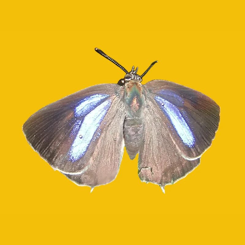 Blauer Eichen-Zipfelfalter