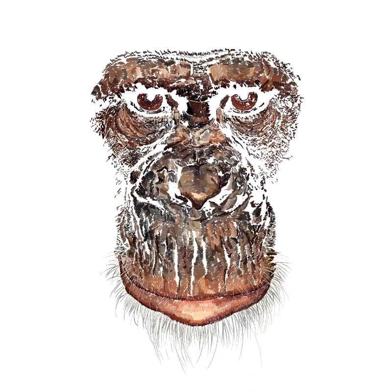 Affe