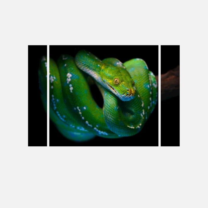 Morelia Viridis Grüner Baum Python Schlangenhalter