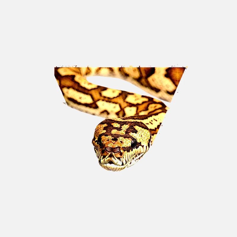 Tapis Python Propriétaire Gardien de reptiles