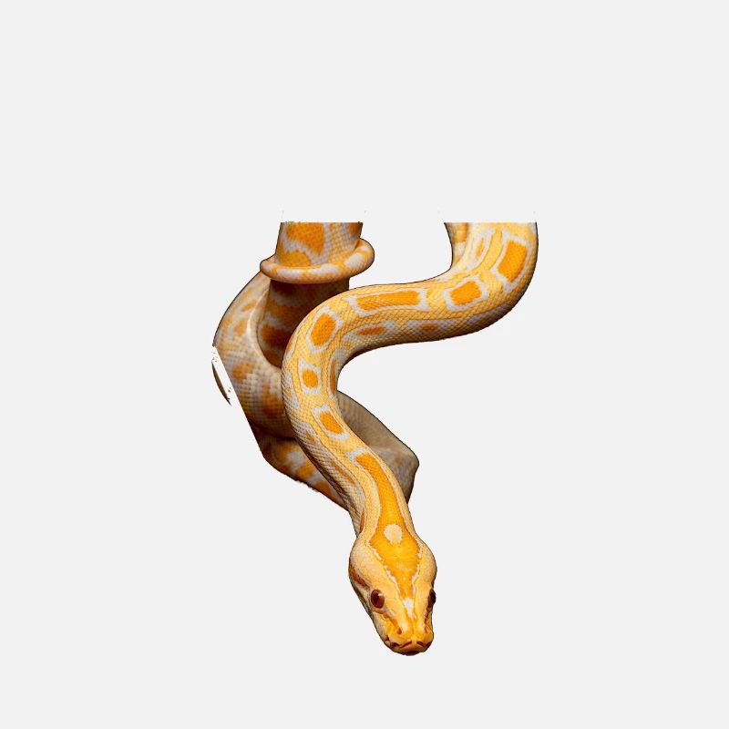 Burmese Python Snake Owner