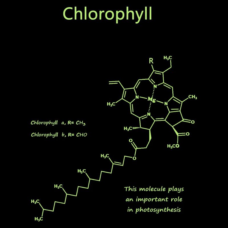 Chlorophyll
