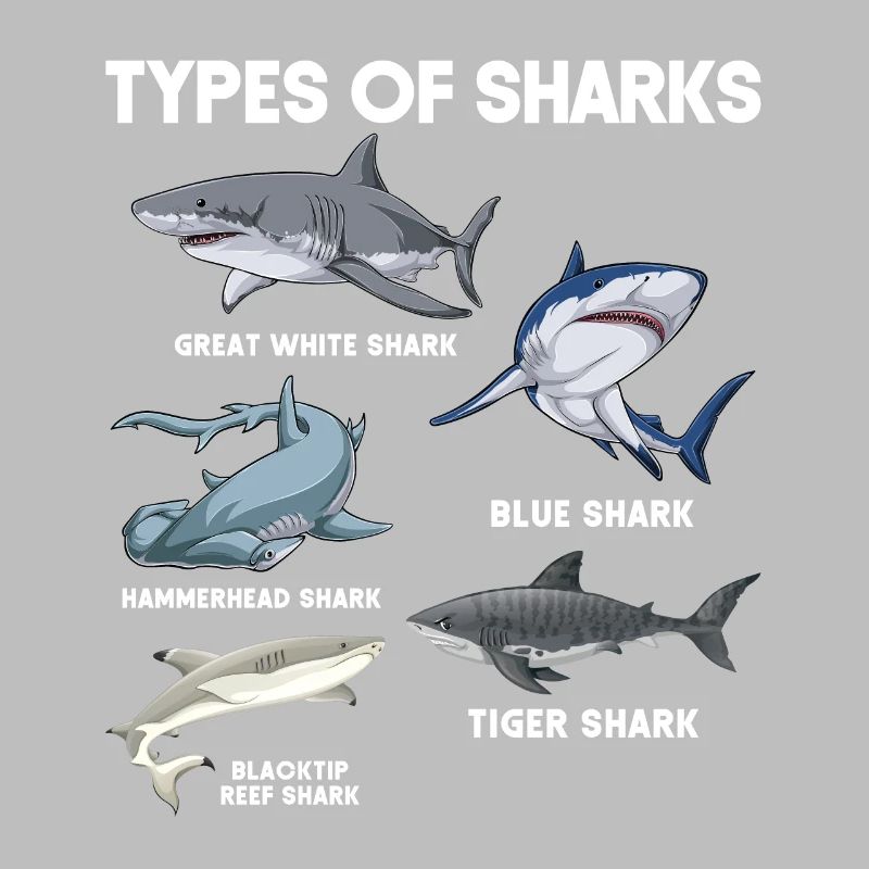 Types de requins