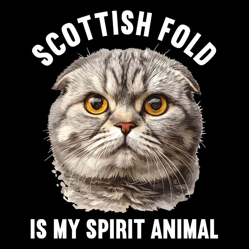 Scottish Fold Kitten Scottish Fold chat