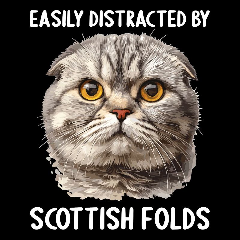 Scottish Fold chaton Scottish Fold chat