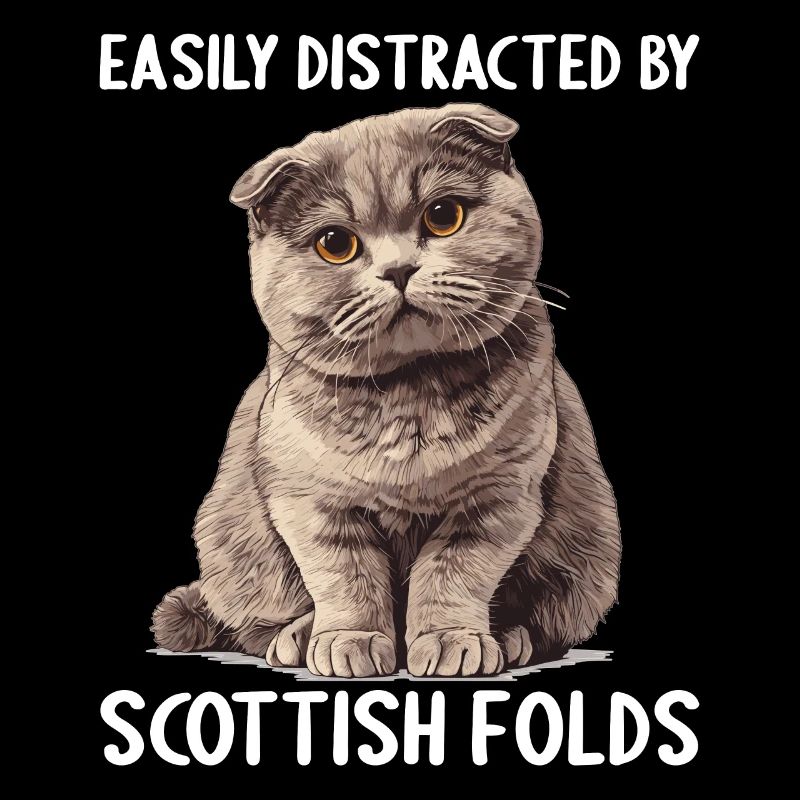 Scottish Fold Kitten Scottish Fold chat