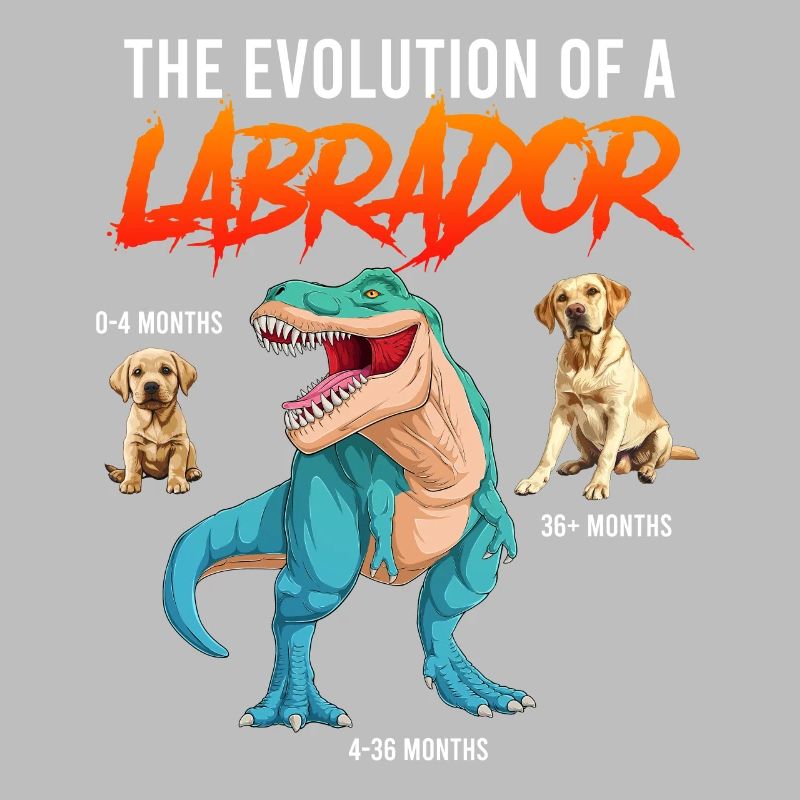 Labrador Fan L’ÉVOLUTION D’UN LABRADOR Dino