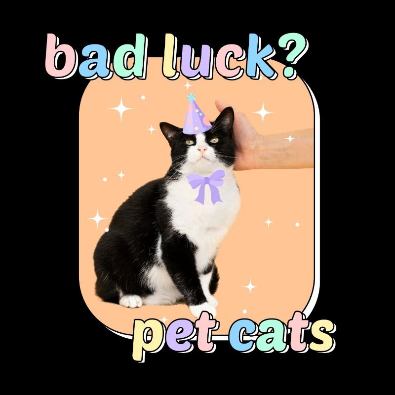 Katzen Meme - Bad Luck Pet Cats