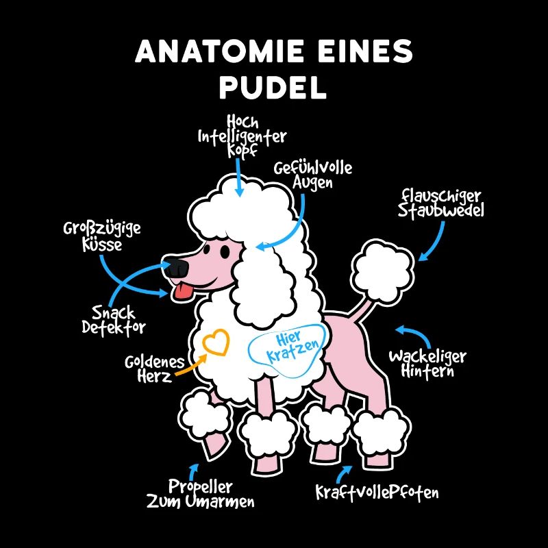Anatomie Eines Pudel