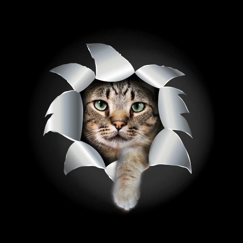 Mignon chatte patte déchirée mignon chat