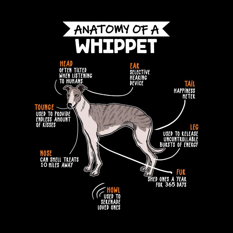 Whippet Anatomie Hunde Geschenk