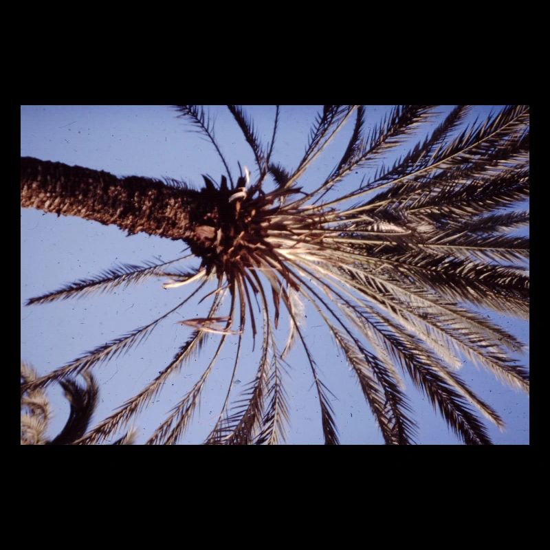 Coconut Tree