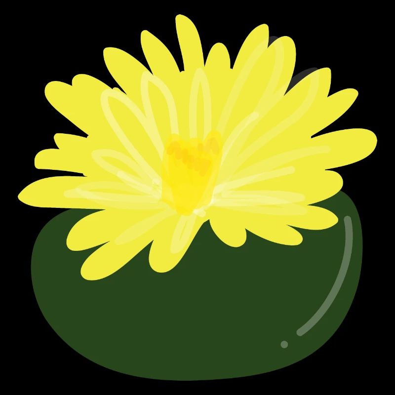 Lithops flower1