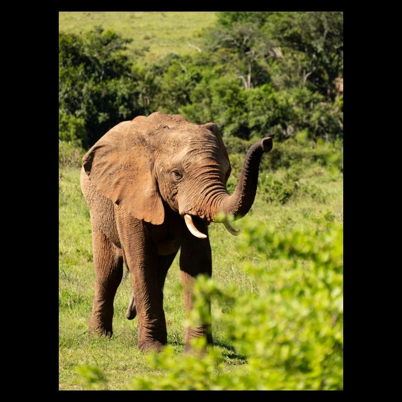 Éléphant