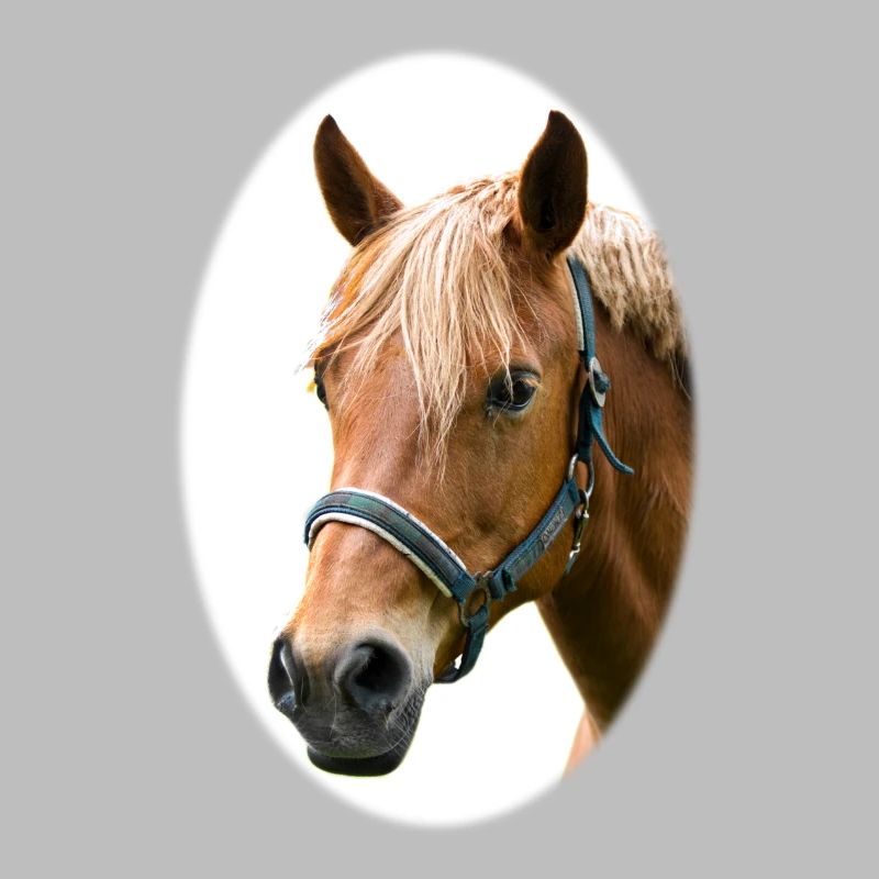 Cheval. Cheval.