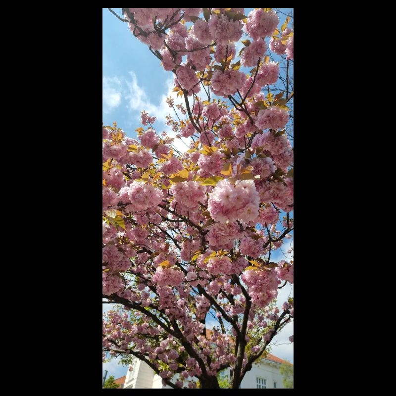 Fleurs de Sakura