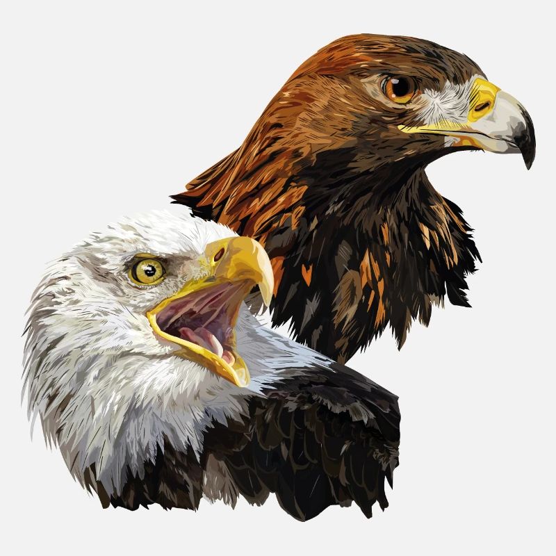 Pygargue à tête blanche et aigle royal