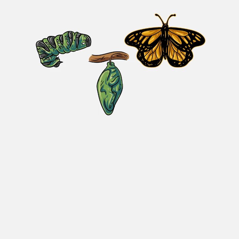 Évolution papillon