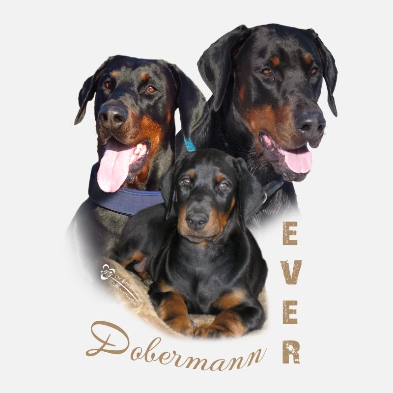 Dobermann