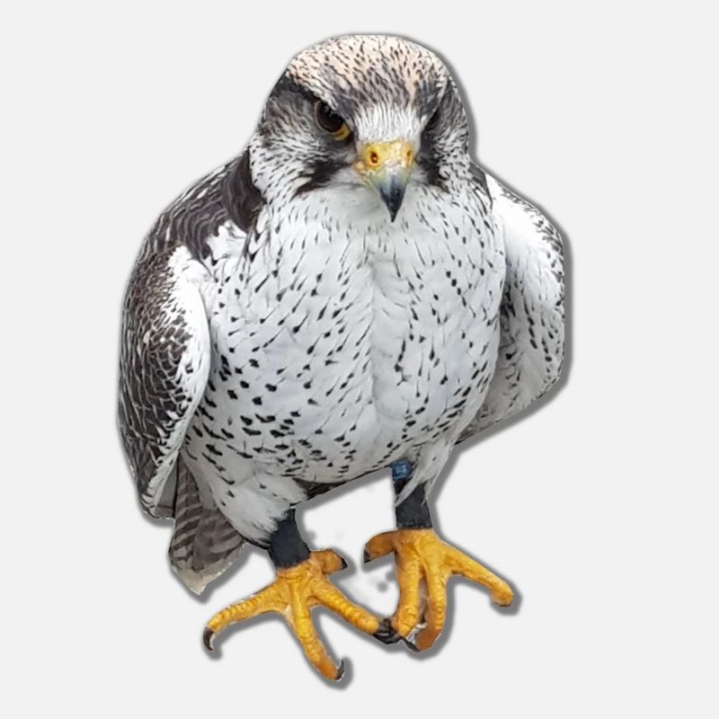 Oiseaux oiseaux de proie Griffes