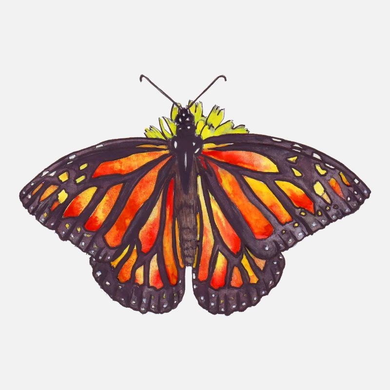 papillon monarque sur une fleur avec les ailes ouvertes