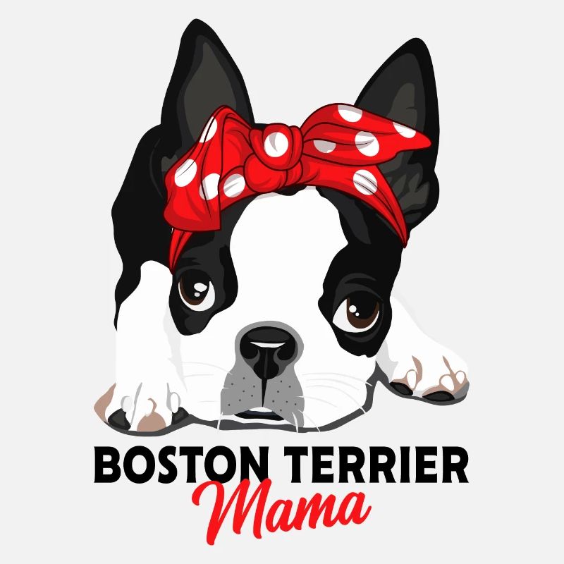 Boston Terrier