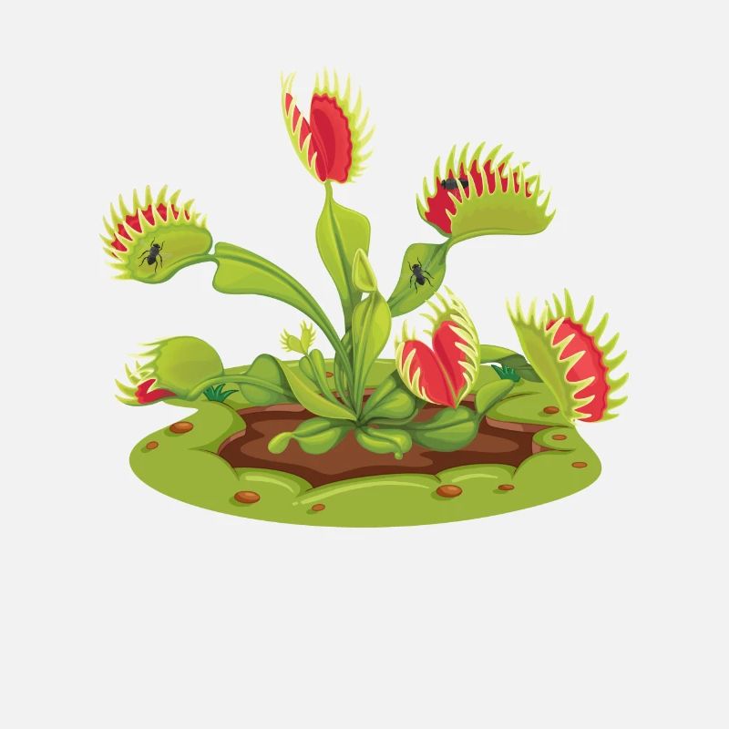 Venus Flytrap Carnivorous