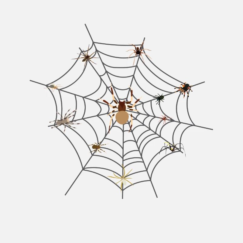 spider web spider tarantula