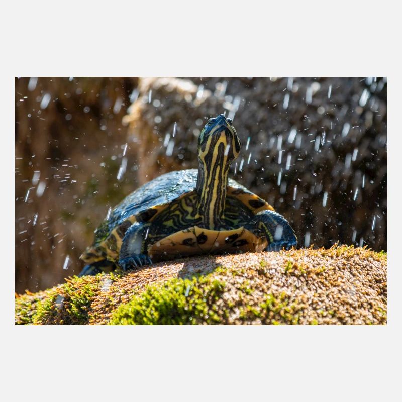 Gelbbauch-Slider Trachemys scripta scripta