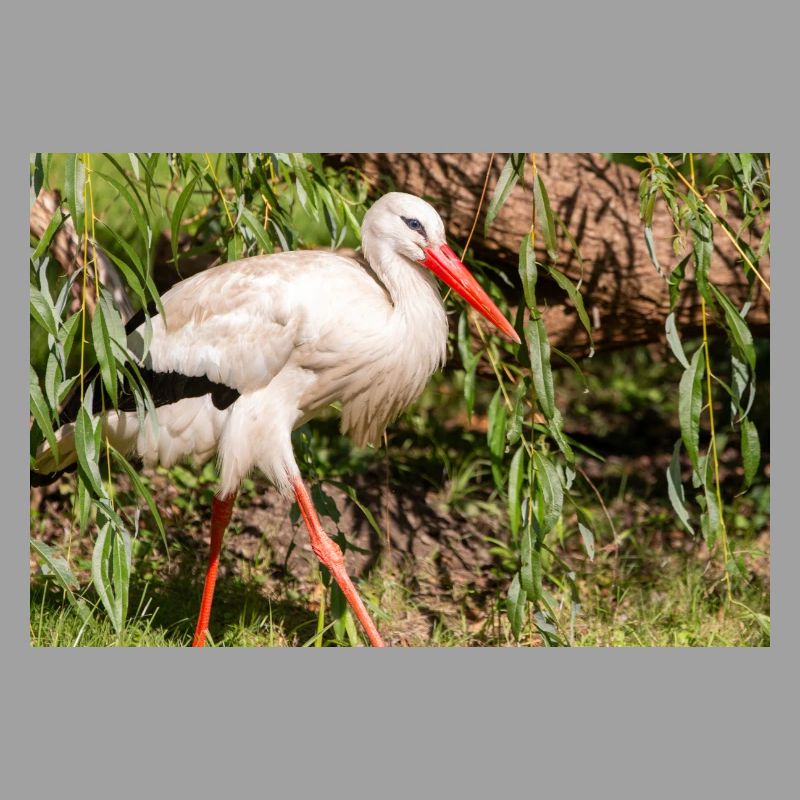 Weißstorch oder Klapperstorch