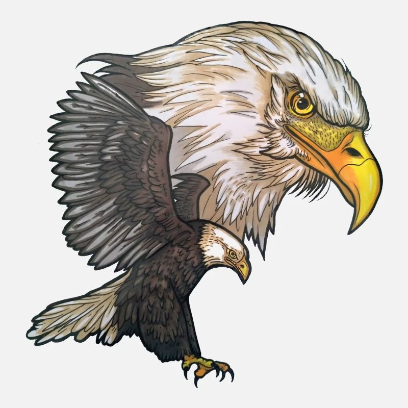 Bald Eagle