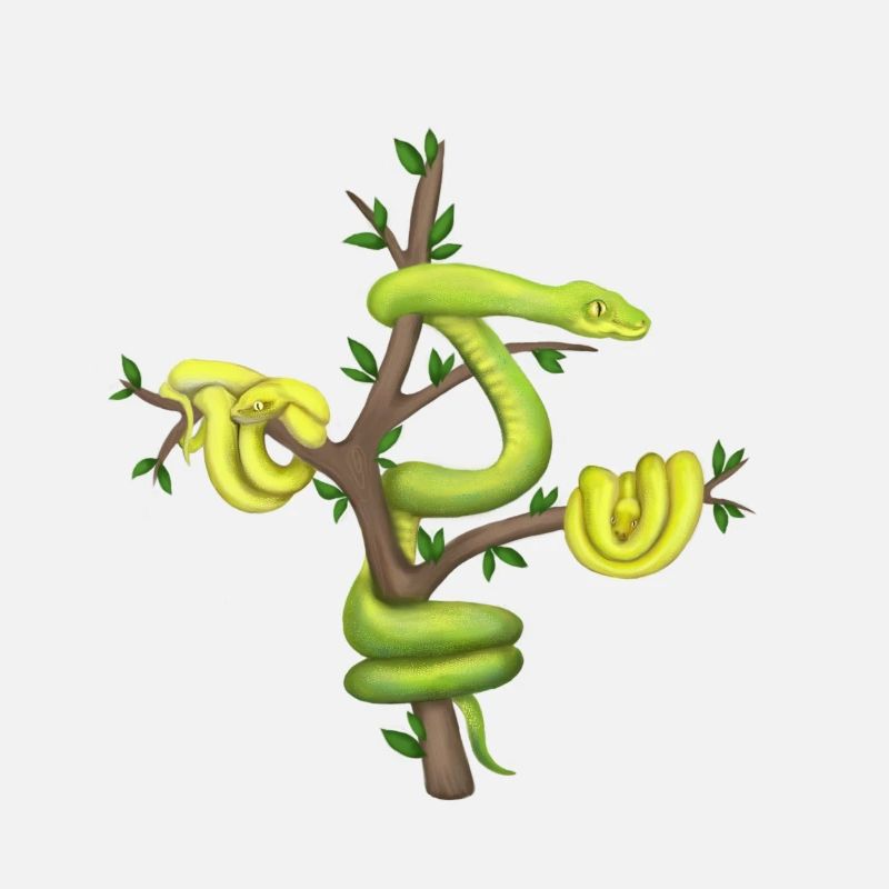 Der Grüne Python - Baumpython