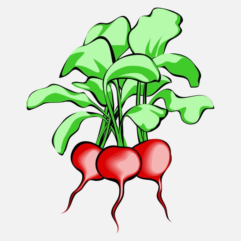 Radieschen. Geschenkidee