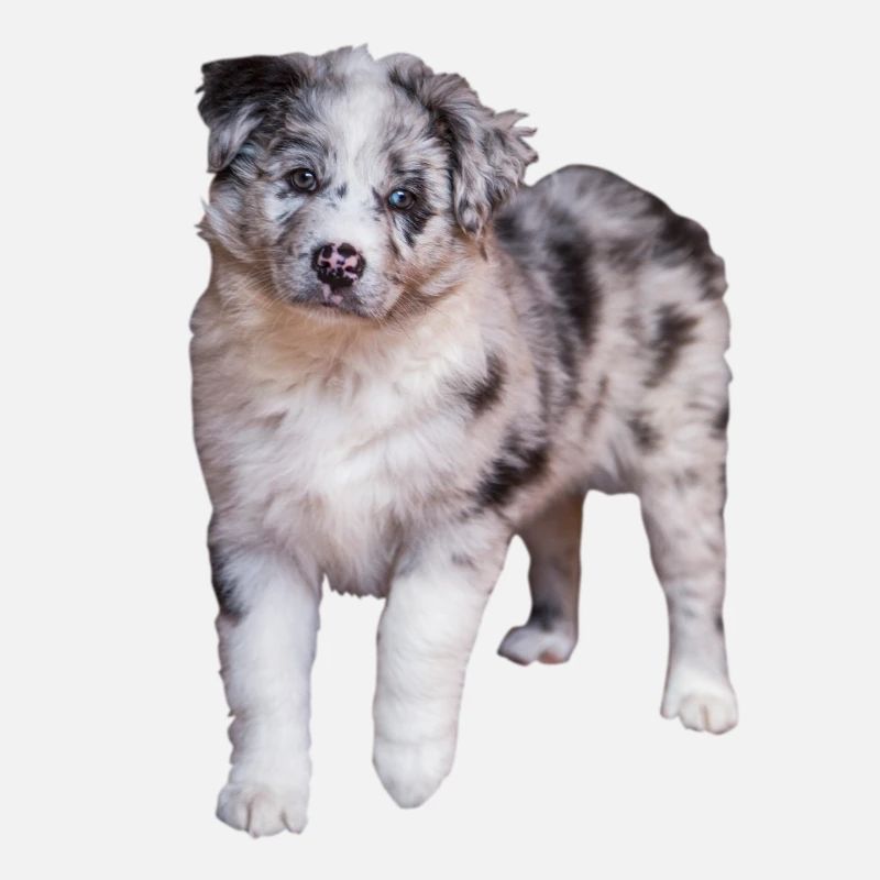 Australian Shepherd