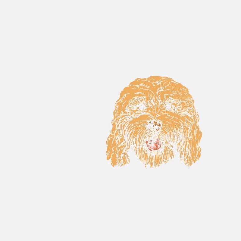 Je veux juste traîner avec mon garçon cockapoo
