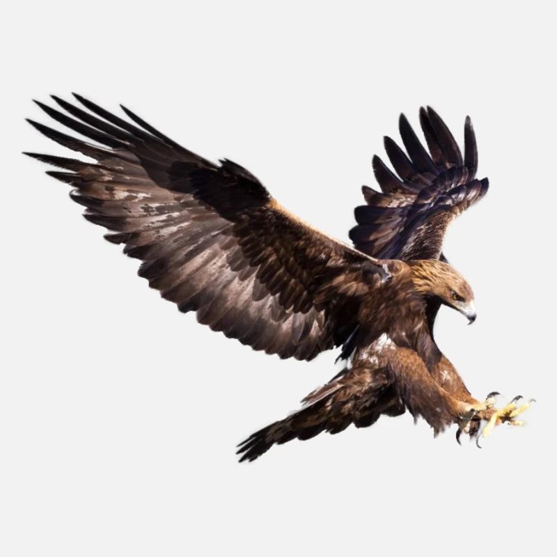 Flying-Eagle