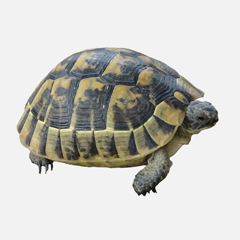 Schildkröte Kinder Junge Mädchen Geschenk